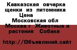 Кавказская  овчарка  щенки  из  питомника › Цена ­ 35 000 - Московская обл., Москва г. Животные и растения » Собаки   